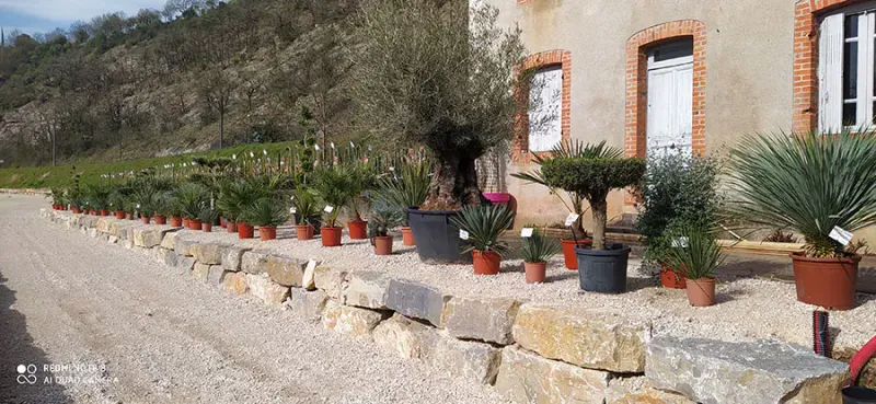 Plantes méditerranéennes Cahors : Créez un jardin méditerranéen